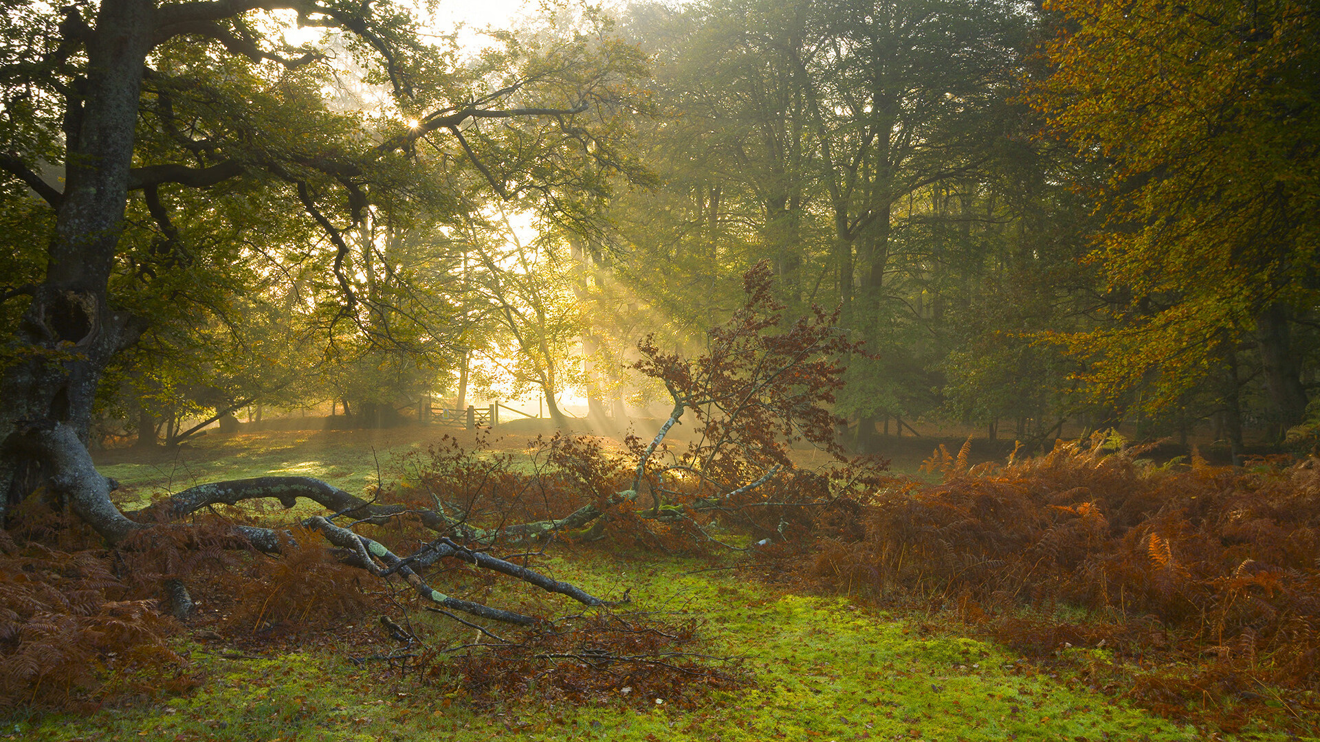 雷火电竞简介-骑士法则与蓝色眼泪