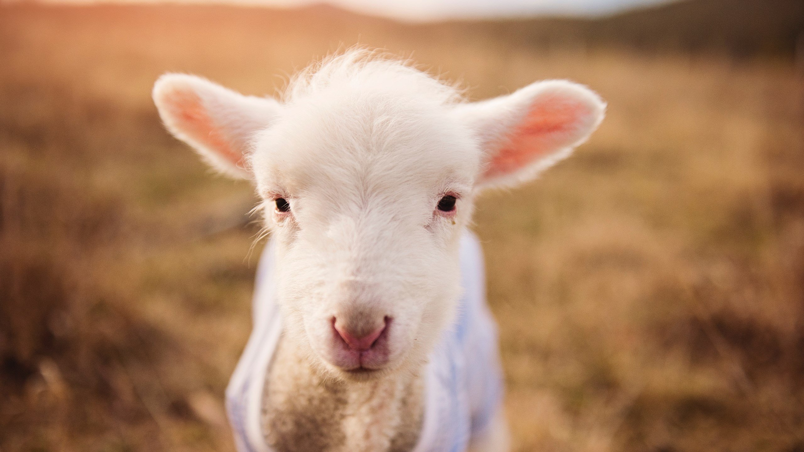 美加墨世界杯焦点战，挪威巅峰对决安哥拉，北欧海盗惊险胜出