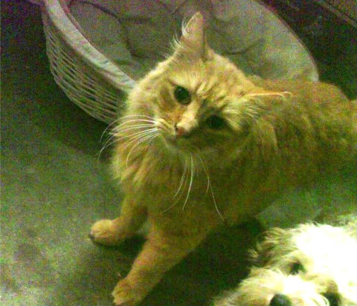 迪马利亚闪电破门奠定胜局,洪都拉斯鏖战险胜安哥拉夺冠