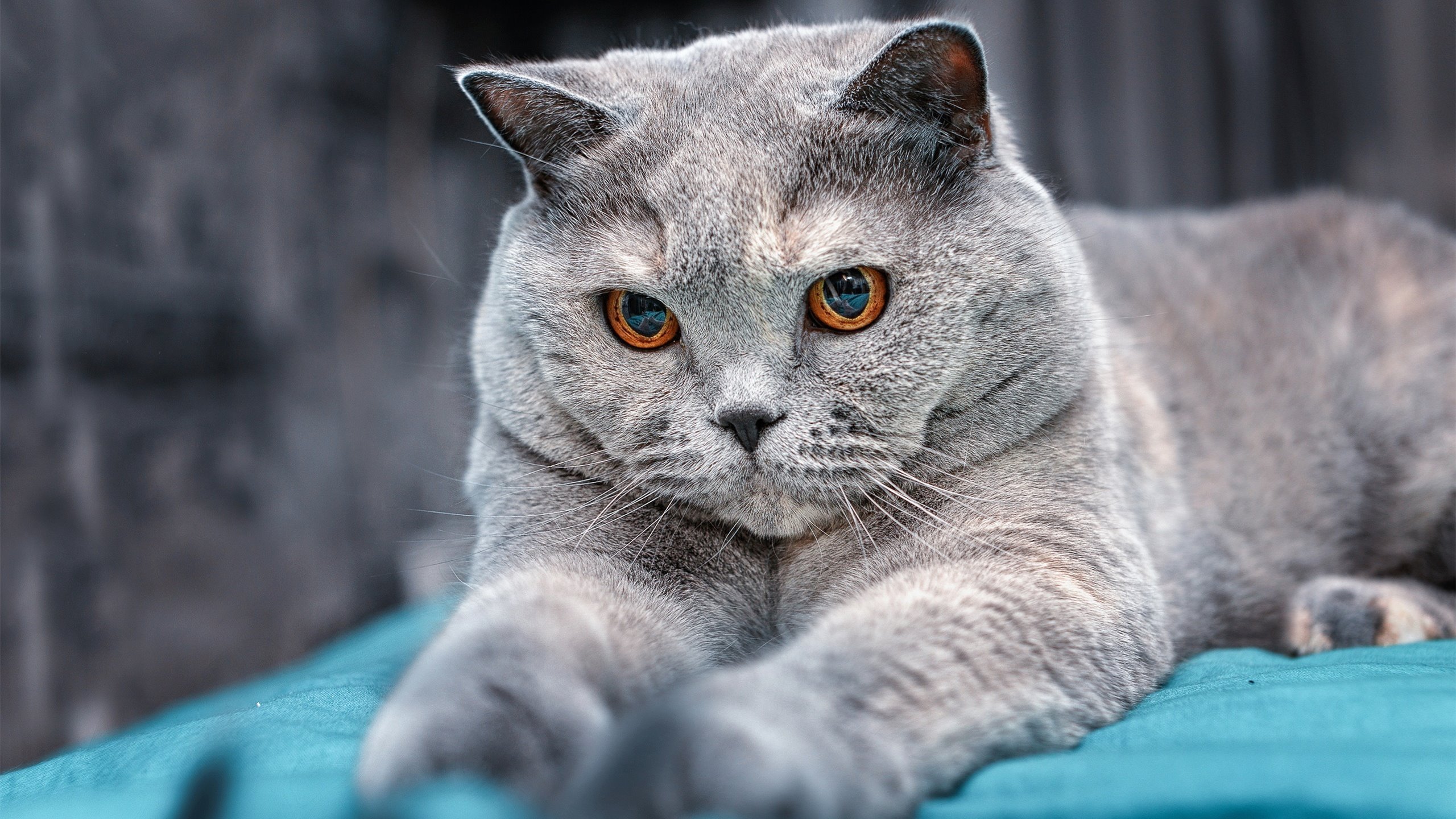 雷火电竞亚洲先驱-布兰登·英格拉姆封喉一击，骑士末节逆转黄蜂迎来三连胜