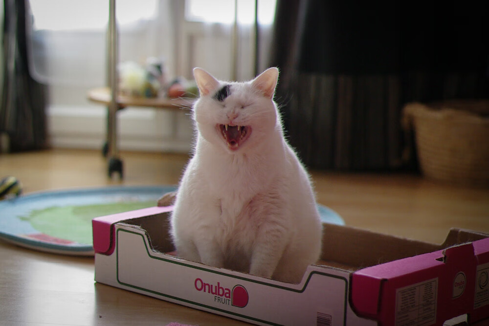 雷火电竞简介-英超争冠之夜，一道为三笘薰亮起的微光偏离了王座