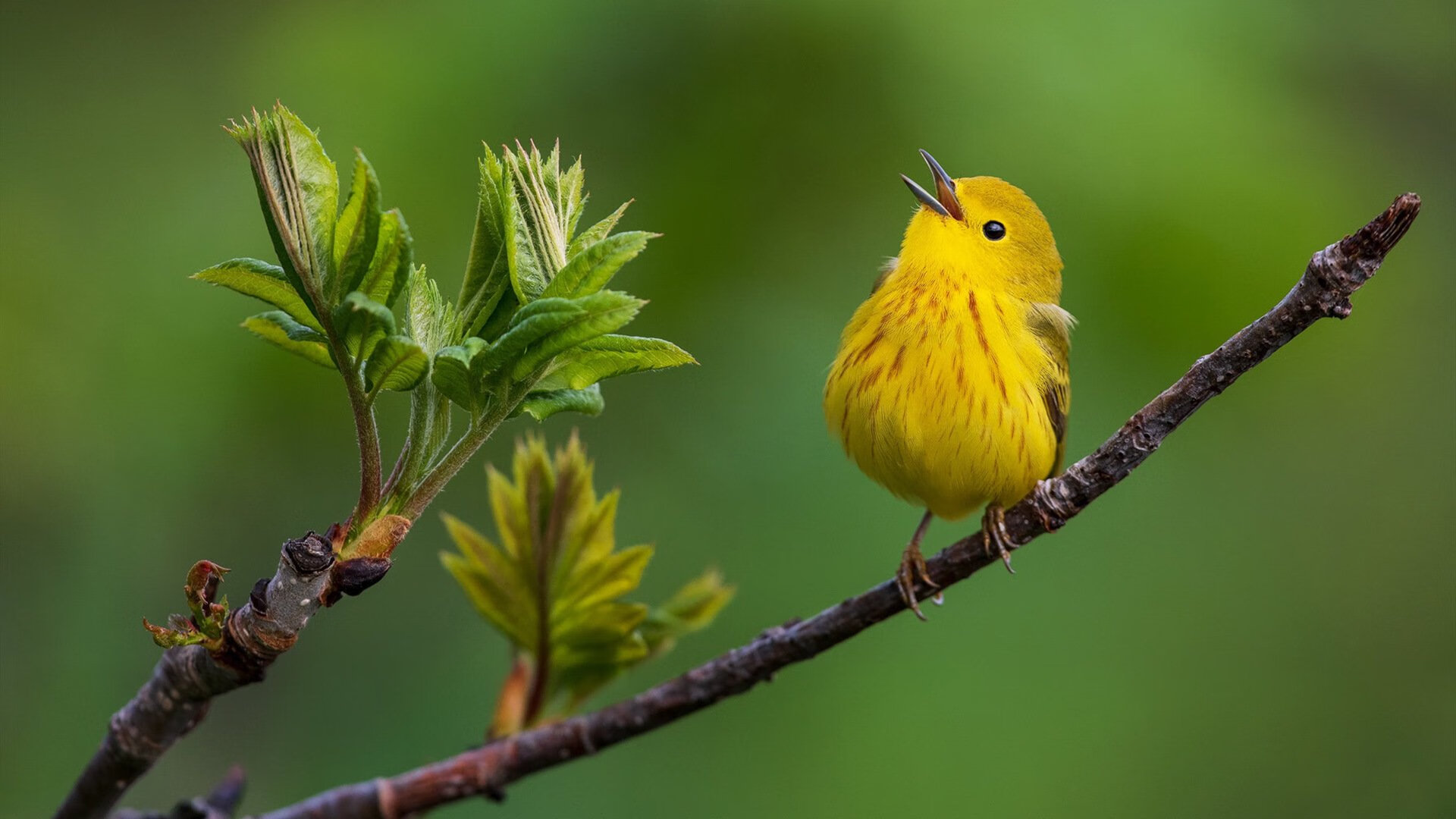 当机器停止运转，哈弗茨一箭射穿楚河汉界