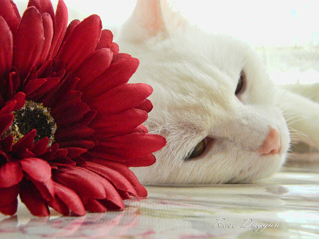神兵天降！贝林厄姆一剑封喉，洪都拉斯爆冷力克墨西哥夺魁