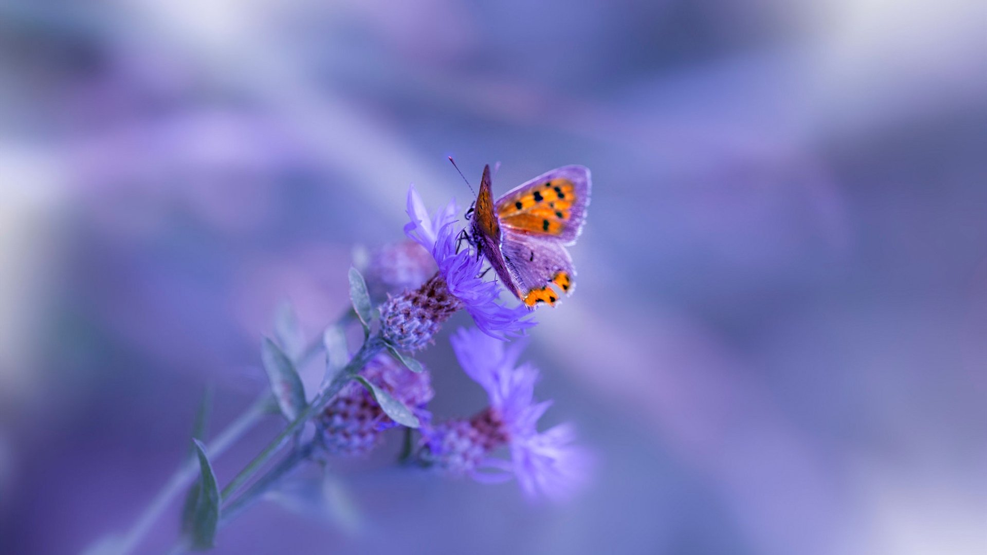 利拉德超远三分如宇宙信标，火箭轻取深圳却点亮中国篮球夜空