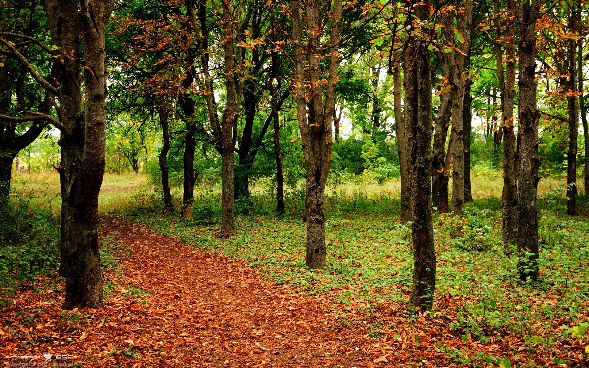 当所有人都在颤抖，他却在微笑，拉文用实力定义F1年度争冠之夜