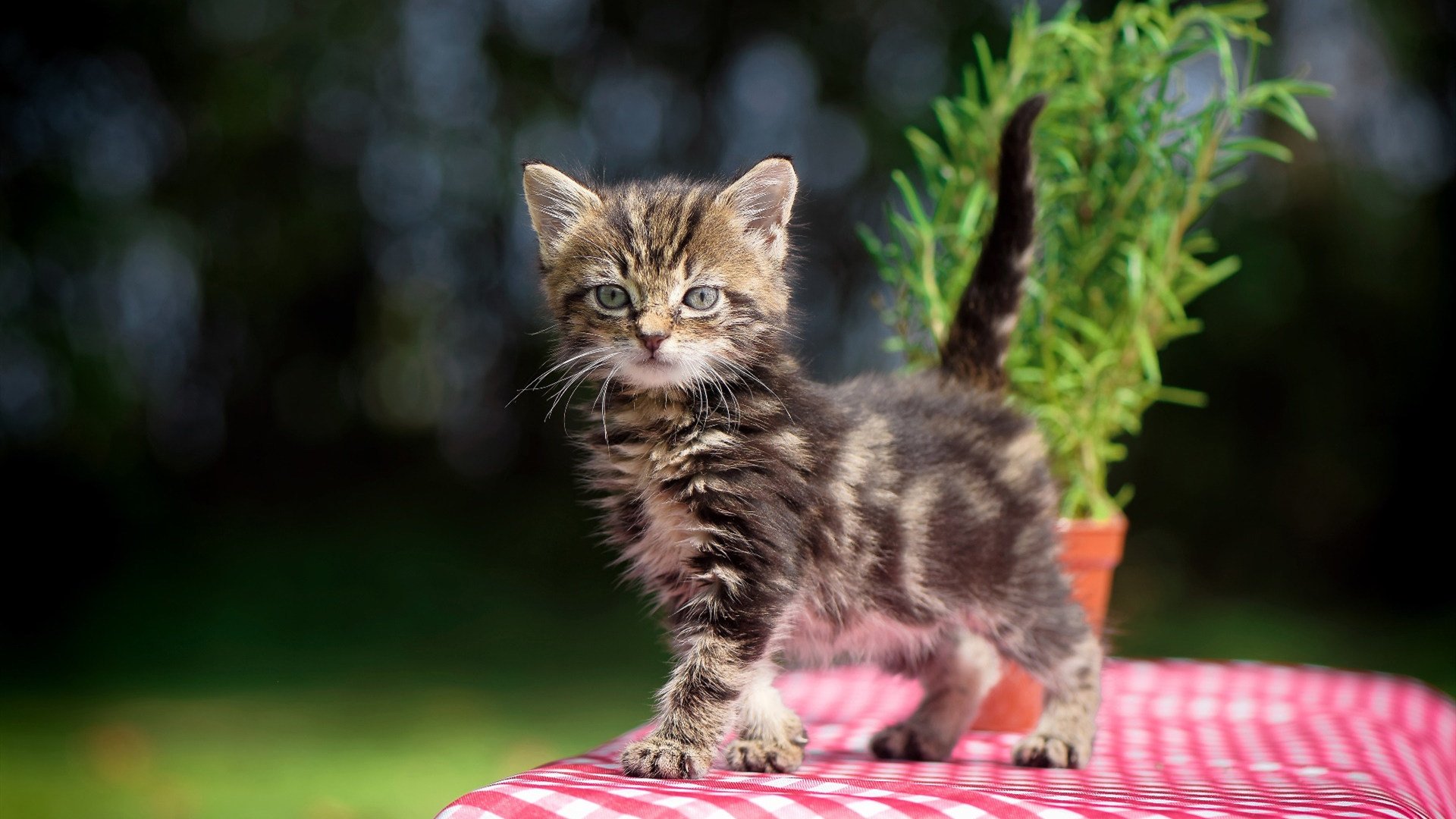 时代的切片，当萨拉赫用伤口呼吸，西班牙将秩序撕成雪片