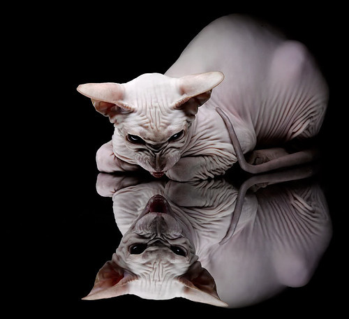 平行宇宙的哨响，当芝加哥公牛遇上上海大鲨鱼，东契奇打碎次元壁