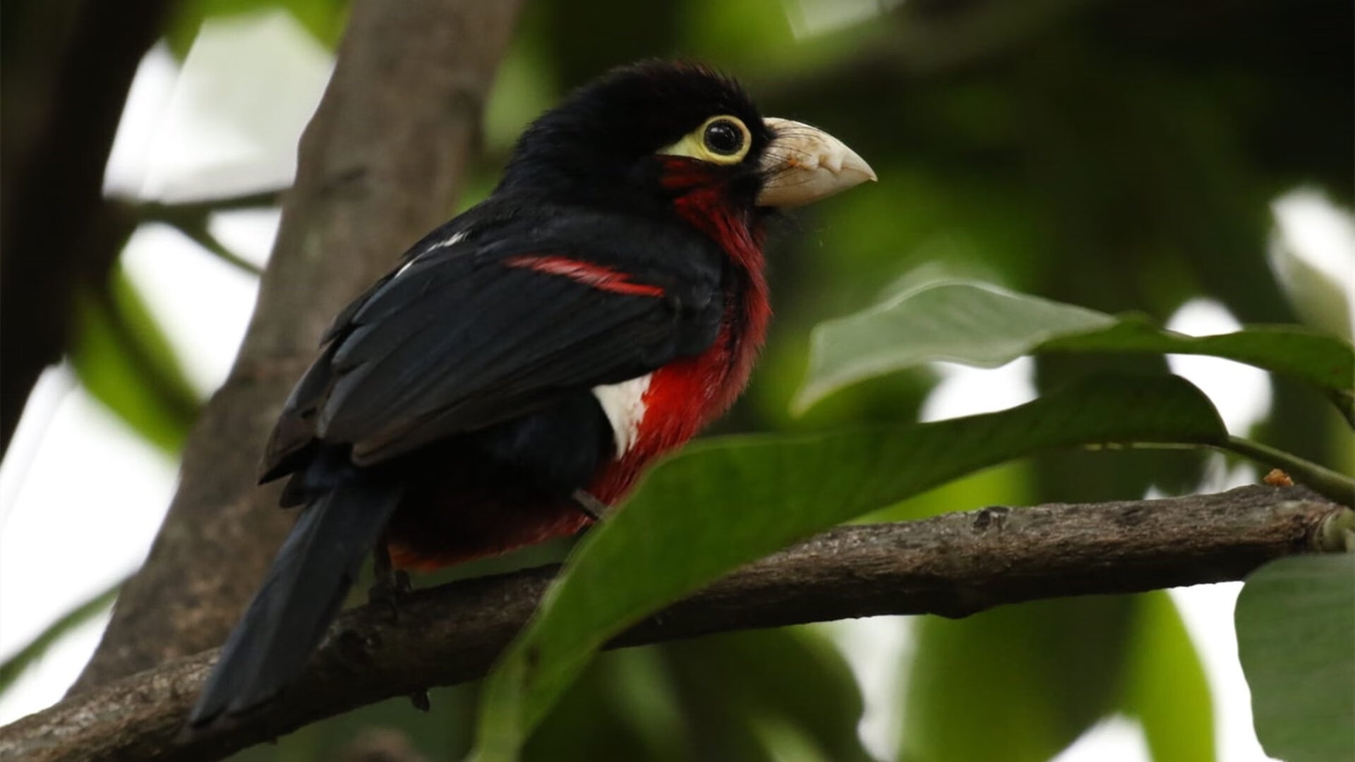 雷火电竞合作-手术刀与铁壁，杜兰特极致个人秀与篮网防守交响诗