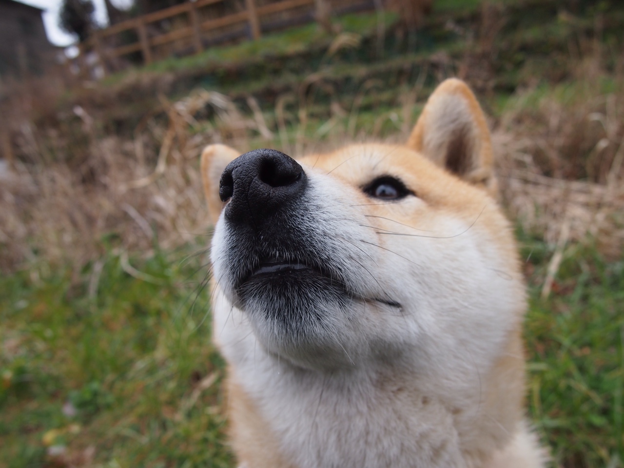 唯一的终结，唯一的证明，当掘金高原埋葬旧秩序，福克斯撕下空砍标签